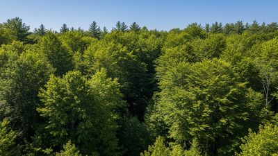 Forest Protection